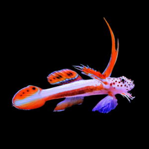 Hi Fin Nano Goby Discordipinna Griessingeri