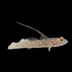 Hi Fin Spangle Goby Ctenogobiops Tangaroai