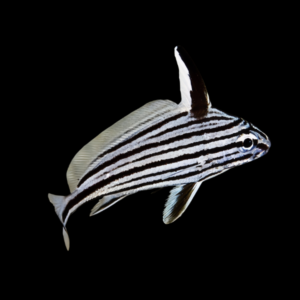 Hi-Hat Sweetlips Equetus Acuminatus