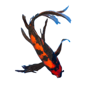 Hi Utsuri Butterfly Grade A Koi Carp Cyprinus Carpio