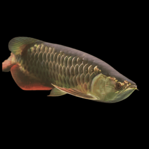 A1 Malaysian High Back Red Tail Gold Arowana Scleropages Formosus 20cm