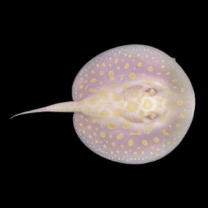 Freshwater High Grade Albino Black Diamond Polka Dot Stingray Potamotrygon Leopoldi
