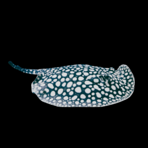 Freshwater High Grade Galaxy Black Diamond Polka Dot Stingray Potamotrygon Leopoldi