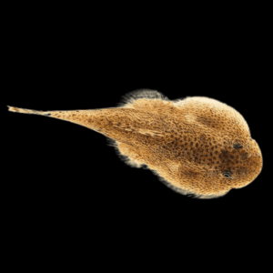 Hillstream Loach Hong Kong Spotted Butterfly Pleco 4cm