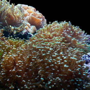 Honey Hard Coral Euphyllia Sp