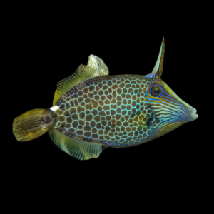 Honeycomb File Fish Cantherhinus Pardalis