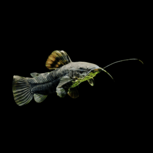 Hoplo Catfish Hoplosternum Megalechis Thoracata 5cm