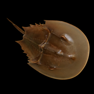 Horseshoe Crab Limulus Polyphemus
