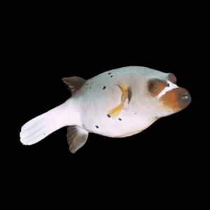 Hush Puppy Dog Face Pufferfish Arothron Nigropunctatus