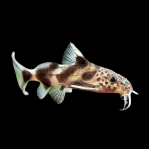 Hybrid Catfish Synodontis Multipunctatus x Schoutedeni 3cm