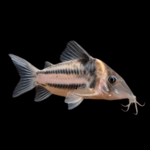 Icana Corydoras Incolicana 4cm Catfish