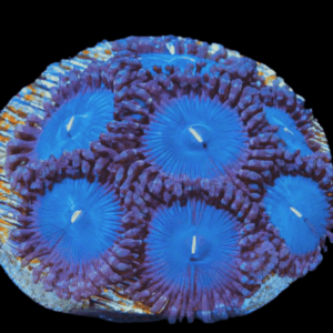 Ice Zoa Soft Coral Frag Zoanthus Sp