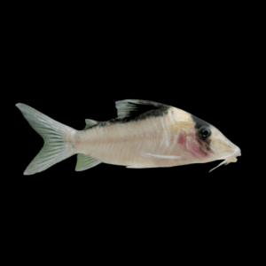 Imitator Corydoras Imitator 4cm Catfish