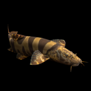 Imperial Flower Royal Clown Loach Leptobotia Elongata 10cm