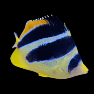 Indian Butterfly Fish Chaetodon Mitratus