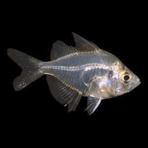 Indian Glass Fish Parambassis Ranga 3cm