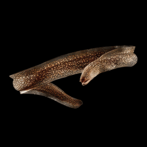 Indian Mud Moray Eel Gymnothorax Tile 20cm