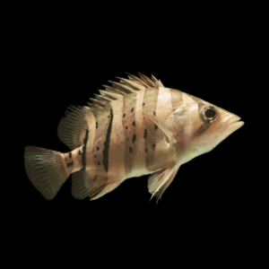Indonesian Datnoid Tiger Fish Datnioides Microlepis