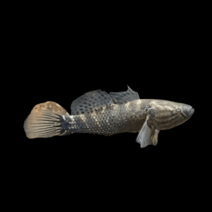 Jade Sleeper Goby Dormitator Maculatus 10cm