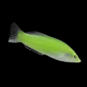 Jade Wrasse Halichoeres Chloropteru