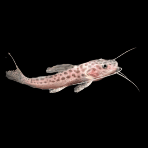 Jaguar Catfish Hybrid Red Tailed Catfish x Perruno Catfish 10cm