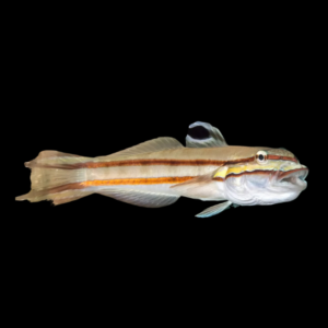 Jam Sandwich Goby Valenciennea Helsdingenii
