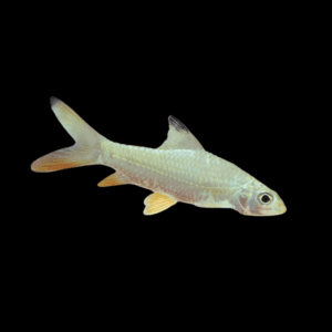 Jerdons Carp Barb Hypselobarbus Jerdoni 8cm
