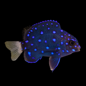 Jewel Damsel Microspathodon Chrysurus