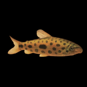 Jewel Spotted Anostomid Hypomasticus Megalepis 6cm