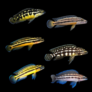 A1 Tanganyikan 10 x Assorted Julidochromis Tanganyikan African Cichlids 4cm