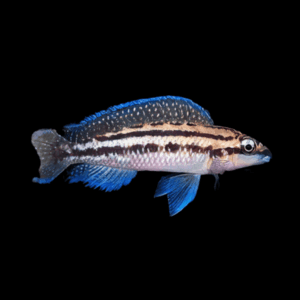 Julidochromis Dickfeldi Malawi African Cichlid 4cm