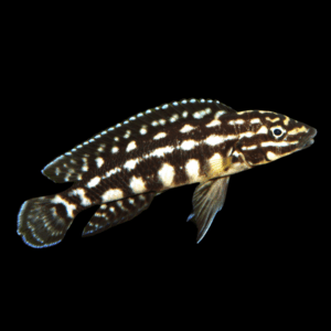 Julidochromis Marleri Tanganyikan African Cichlids 4cm
