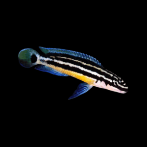 Julidochromis Ornatus Blue Fin Malawi African Cichlid 4cm