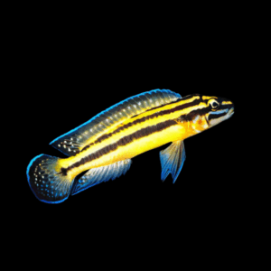 Julidochromis Regani Kipilli Yellow Malawi African Cichlid 4cm