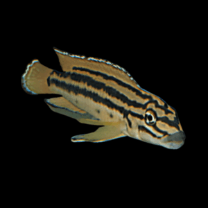 Julidochromis Regani Zambia Tanganyikan African Cichlids 4cm