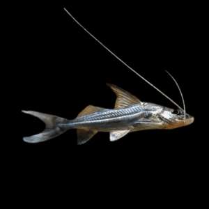 Jumper Catfish Pimelodus Celestis 12cm