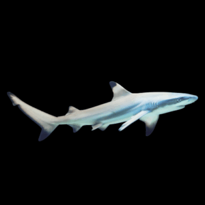 Juvenile Black Tip Reef Shark Carcharhinus Melanopterus