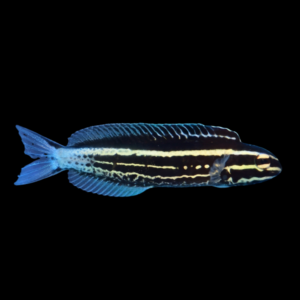 Kamohara Fang Blenny Meiacanthus Kamoharai