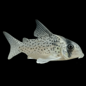 Kanes Corydoras Kanei 3cm Catfish