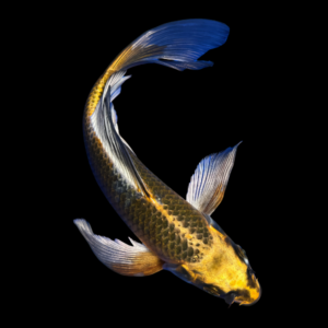 Kawarimono Butterfly Grade A Koi Carp Cyprinus Carpio
