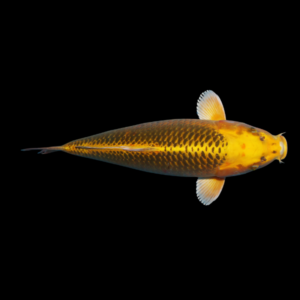 Kawarimono Japanese Koi Carp Cyprinus Carpio