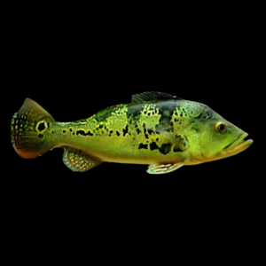 Golden Peacock Bass - Cichla Kelberi