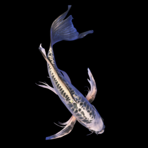 Kikokuryu Butterfly Grade A Koi Carp Cyprinus Carpio