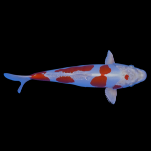 Kikusui Japanese Koi Carp Cyprinus Carpio