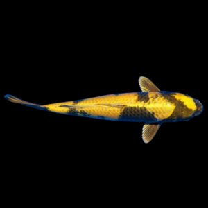 Kin Ki Utsuri Japanese Koi Carp Cyprinus Carpio