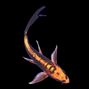 Kin Kikokuryu Butterfly Grade A Koi Carp Cyprinus Carpio
