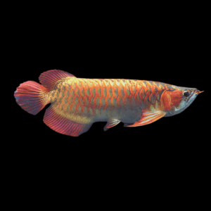 King Chilli Red Arowana Scleropages Formosus 20cm