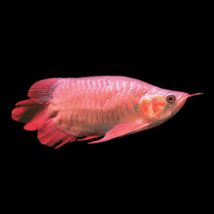 King Chilli Red Short Bodied Arowana Scleropages Formosus 20cm