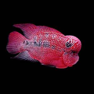 Flowerhorn Cichlid King Kamfa Grade AA 20cm Show Adult Male
