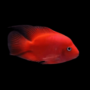 King Kong Red Parrot Fish Hybrid Amphilophus citrinellus × Vieja melanurus 10cm